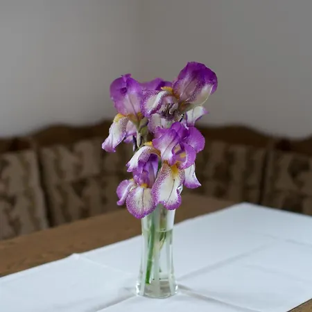 In Zasip Mit Moeblierter Terrasse By Interhome Bled